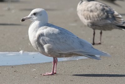 Glaucous Gull, 2nd cycle (1 of 2)
