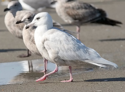 Glaucous Gull, 2nd cycle (2 of 2)