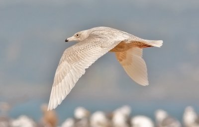 Glaucous Gull, 1st cycle