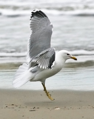 California Gull, alternate adult, probable L.c.albertaensis 