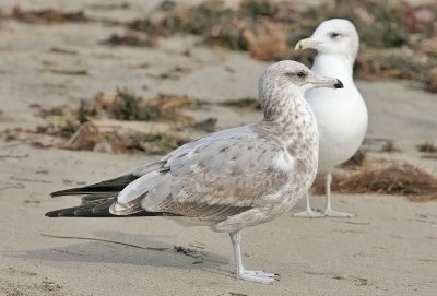 California Gull, probable albertaensis ssp, 2nd cycle with basic adult californicus
