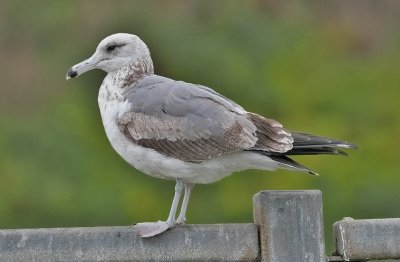California Gull, presumed albertaensis ssp, 2nd cycle