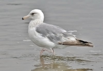 Thayer's Iceland Gull, 3rd cycle