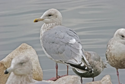 Thayer's Iceland Gull, 3rd cycle