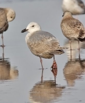 Glaucous-winged Gull, 2nd cycle