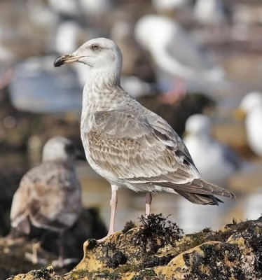 presumed Glaucous-winged x Western Gull hybrid, 2nd cycle