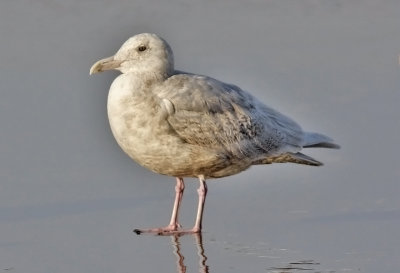  Glaucous-winged Gull, bleached 1st cycle  