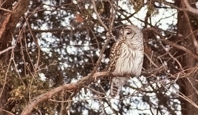 Barred Owl