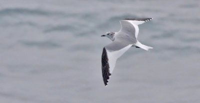 Sabine's Gull, 2nd cycle or prealternate adult