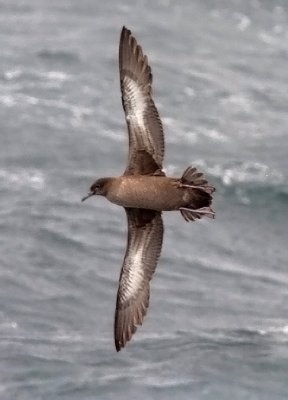 Sooty Shearwater