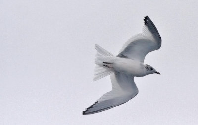 Sabines Gull, 2nd cycle or prealternate adult