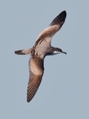 Buller's Shearwater