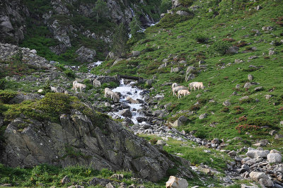 Pont de la Gaubie-Lac Escoubous DSC_4163.jpg