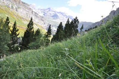 Ordesa canyon Edelweiss DSC_5097.jpg