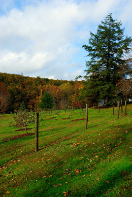 Fall Colors Laughlintown PA