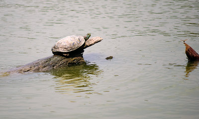 Turtle