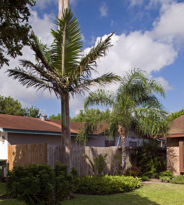 King and Queen Palms