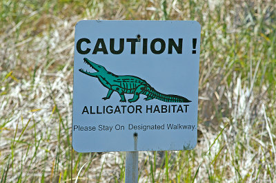 Gator Warning - South Padre Island, Texas