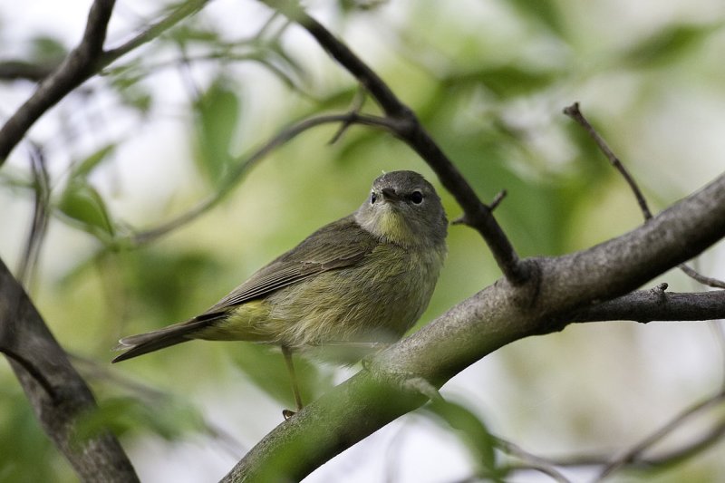 Orange-crowned Warbler