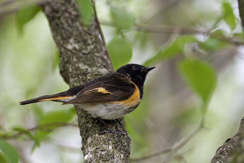 American Redstart