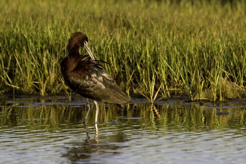 Glossy Ibis