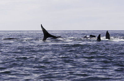 Northern Right Whales