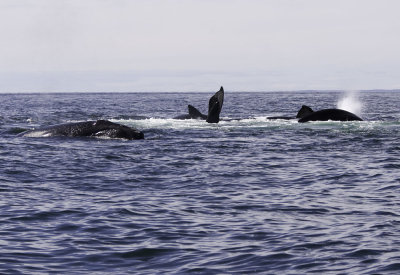 Northern Right Whales