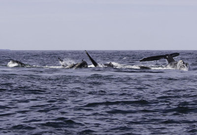 Northern Right Whales