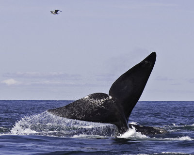 Northern Right Whales