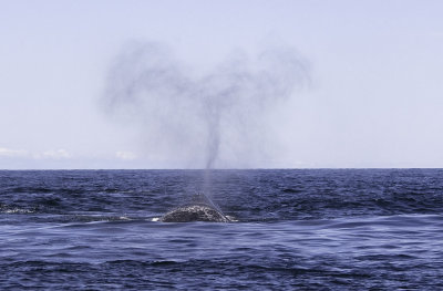 Northern Right Whales