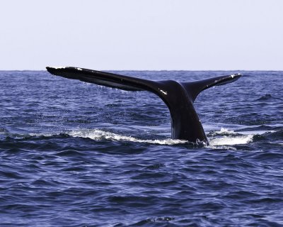 Northern Right Whales