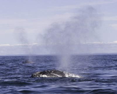 Northern Right Whales