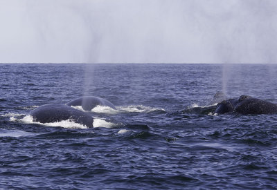 Northern Right Whales