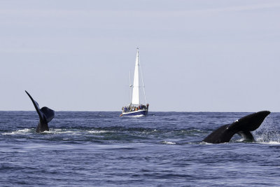 Northern Right Whales