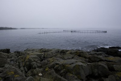 Foggy fish weir