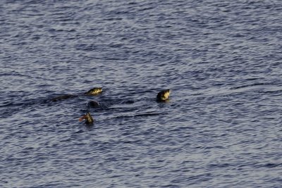 Family group of 4 river otters at Deep Cove
