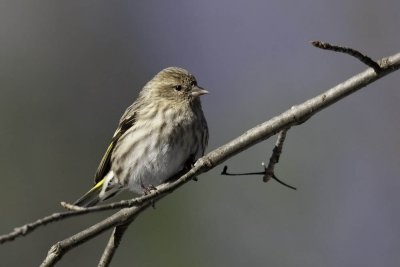 Pine Siskin