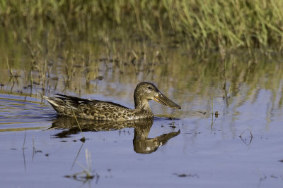 Northern Shoveler - female