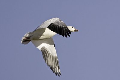 Snow Goose