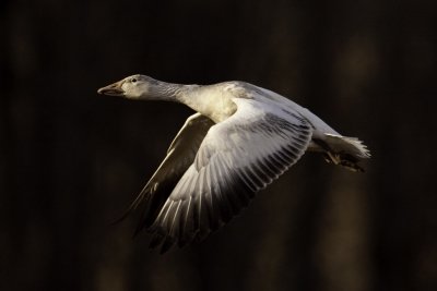 Snow Goose