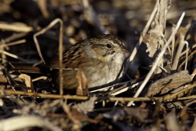 Swamp Sparrow