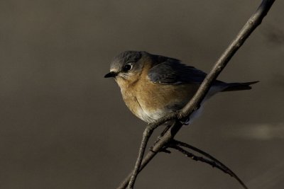 Montour Preserve