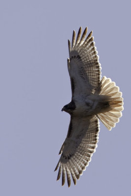 Red-tailed Hawk