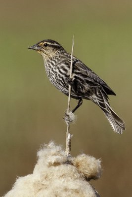 Red-winged Blackbird - female