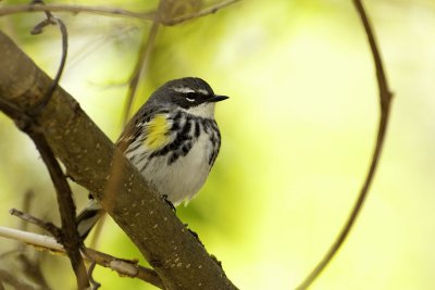 Yellow-rumped Warbler