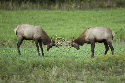 Two male Elk sparring