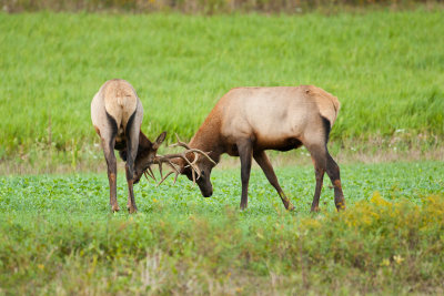 Elk sparring