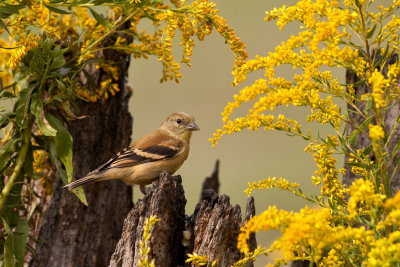 American Goldfinch