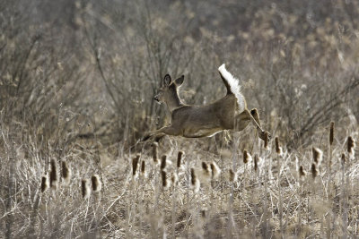 Whitetail Deer