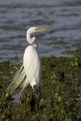 Great Egret